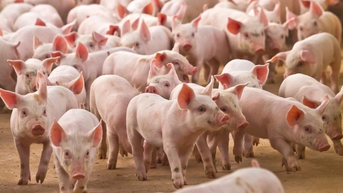 តម្លៃជ្រូកនៅ Gia Lai និង Ha Tinh គឺទាបបំផុតនៅក្នុងប្រទេស។