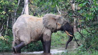 សត្វដំរីព្រៃអាហ្រ្វិក ដែលជាប្រភេទប្រព័ន្ធអេកូឡូស៊ីតូច ប៉ុន្តែសំខាន់