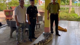 Đồn Biên phòng Sông Trăng bàn giao cá sấu nặng 37kg cho lực lượng kiểm lâm