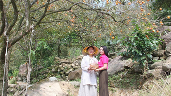 Mùa hồng chín thành sản phẩm du lịch hấp dẫn