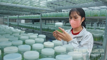 Đa dạng hóa nguồn giống cây lâm nghiệp