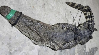 ក្រពើ​ទម្ងន់ ៣៧​គីឡូក្រាម ចាប់​ដាក់​ក្នុង​សំណាញ់​តាម​ដង​ទន្លេ​ជាប់​ព្រំដែន​វៀតណាម-កម្ពុជា។