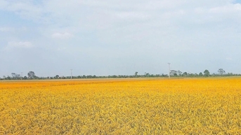 Câu chuyện cái thang đo