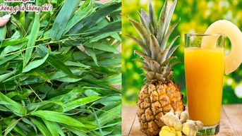 ម្នាស់ និង​ឫស្សី ក្នុង​ឱសថ​បុរាណ និង​កម្មវិធី​សក្តានុពល​ក្នុង​វេជ្ជសាស្ត្រ​ទំនើប