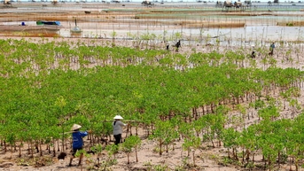 ឈានទៅរកការគ្រប់គ្រងព្រៃឈើ ការពារ និងអភិវឌ្ឍន៍ ដើម្បីរក្សាមាតុភូមិបៃតង