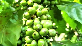 តម្លៃកាហ្វេថ្ងៃនេះ ថ្ងៃទី 14 ខែវិច្ឆិកា ឆ្នាំ 2025៖ បន្តធ្លាក់ចុះ