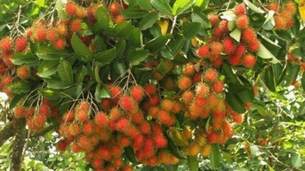 Chôm chôm, loại trái ngon giàu vitamin C và chất xơ