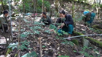 Đưa sâm Ngọc Linh thành sinh kế giảm nghèo cho đồng bào Xơ Đăng