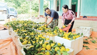 Bắc Ninh: Nhộn nhịp mùa cam, bưởi