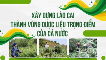 Xây dựng Lào Cai thành vùng dược liệu trọng điểm của cả nước