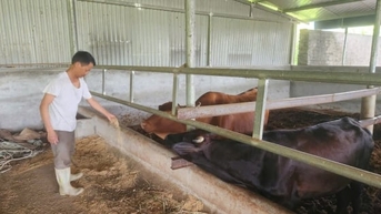 Lão nông bỏ túi 500 triệu đồng nhờ nuôi bò