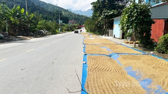 ហានិភ័យ​សុវត្ថិភាព​ចរាចរណ៍​លើ​ផ្លូវជាតិ​លេខ​៤C ពី​ការ​ហាល​ស្រូវ​លើ​ផ្លូវ