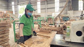 Tăng cường hỗ trợ thúc đẩy sản xuất, xuất khẩu lâm sản và kiểm tra hồ sơ lâm sản