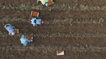 Bản tin thị trường Úc (từ 7/11/2025 đến 14/11/2025)