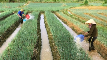 ការផ្តល់គ្រាប់ពូជរុក្ខជាតិដើម្បីគាំទ្រដល់ Hue ក្នុងការស្តារផលិតកម្មឡើងវិញ