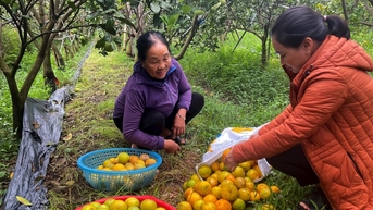 Cam Vinh mất mùa, giá bán cao hơn năm trước