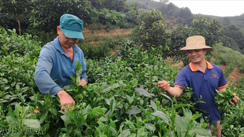 Hưng Khánh phát triển sản phẩm chè hữu cơ