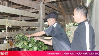 Sinh kế bền vững giúp người dân Sơn Tây vươn lên thoát nghèo