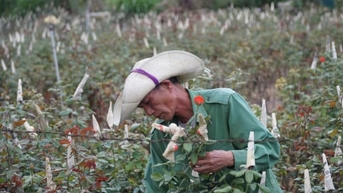 Lai Châu tăng hiệu quả giảm nghèo qua các mô hình nông nghiệp