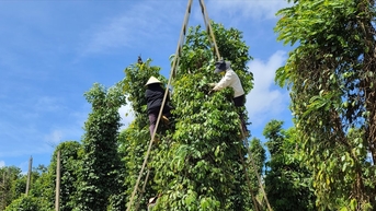 តម្លៃម្រេចថ្ងៃនេះ 15 ខែវិច្ឆិកា ឆ្នាំ 2025 កើនឡើង 500 ដុង តម្លៃម្រេចឥណ្ឌាធ្លាក់ចុះយ៉ាងខ្លាំង