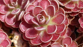 រុក្ខជាតិអន្ទាក់ខាញ់៖ រុក្ខជាតិស៊ីសាច់ដែលមានស្លឹកស្អិតធម្មជាតិ