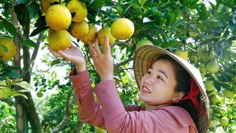 Đẩy mạnh ứng dụng AI trong nông nghiệp