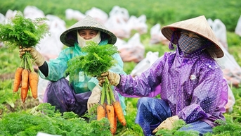 រឹតបន្តឹងការប្រើប្រាស់ថ្នាំសម្លាប់សត្វល្អិតលើការ៉ុតនាំចេញ