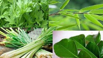 Các phương pháp y học cổ truyền giúp phòng chống cúm A