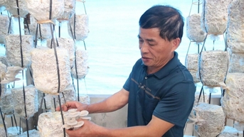 ផ្សិតអយស្ទ័រ 'ធ្វើឱ្យប្រសើរឡើង' ទៅជាផលិតផល OCOP