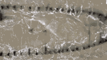 Báo quốc tế đồng loạt đưa tin xác tàu cổ hàng thế kỷ lộ diện ở Hội An