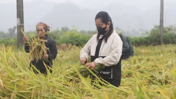 Sơn La hướng tới giảm tối thiểu 15% phát thải khí nhà kính trong trồng trọt