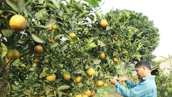 Lễ hội cam Cao Phong và Hội chợ triển lãm giới thiệu các sản phẩm đặc trưng vùng bào dân tộc thiểu số và miền núi sẽ diễn ra từ ngày 12 – 18/12