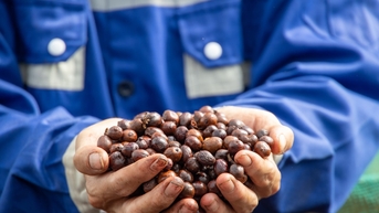 តម្លៃ​កាហ្វេ​ថ្ងៃ​នេះ ១៦ វិច្ឆិកា៖ សម្ពាធ​លក់​មិន​ទាន់​ឈប់