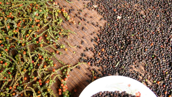 តម្លៃម្រេចថ្ងៃនេះ ១៦ វិច្ឆិកា ធ្លាក់ចុះបន្តិច ទីផ្សារប្រែប្រួលយ៉ាងទូលំទូលាយ