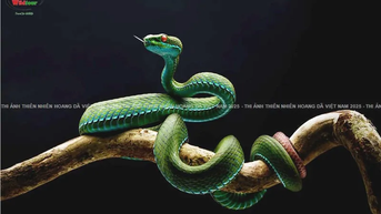 បន្ទាត់រវាងការច្នៃប្រឌិត និងការធ្វើពុត