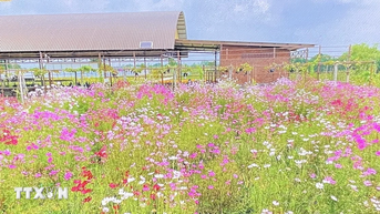 Festival Hoa-Kiểng Sa Đéc 2025: Phát triển du lịch gắn với thương hiệu nông nghiệp xanh