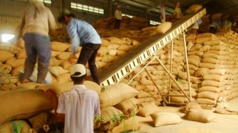 Giá lúa gạo hôm nay 16/11/2025: Ít có thay đổi mới