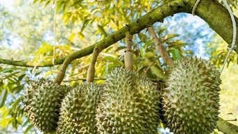 Giá sầu riêng hôm nay 16/11: Sầu Thái tăng mạnh, vượt mốc 100.000 đồng/kg