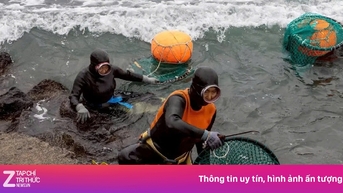 ការជ្រមុជទឹកចុងក្រោយរបស់ Jeju 'mermaids'