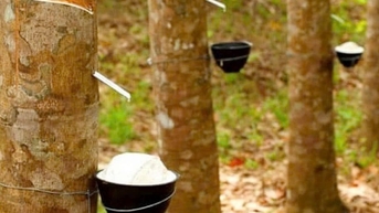 Giá cao su Nhật Bản tăng mạnh tuần thứ hai, thị trường trong nước đi ngang