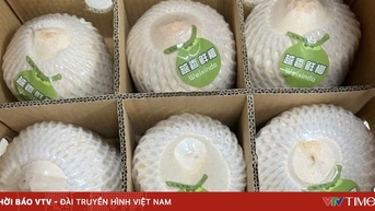 Tăng tính cạnh tranh cho ngành dừa