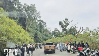 Vườn quốc gia Ba Vì thu hút đông du khách ngắm hoa dã quỳ nở rộ