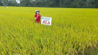 BL9 - giống lúa của vùng lúa - tôm