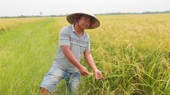 'Nhạc trưởng' của những cánh đồng mẫu lớn tại Hải Phòng