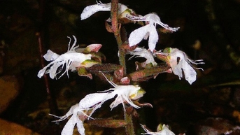 Phát hiện loài lan quý hiếm trong sách đỏ tại một khu rừng ở Thanh Hóa