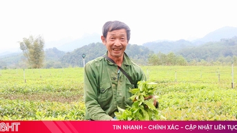 Giảm nghèo bền vững từ mô hình trồng chè ở xã Sơn Hồng