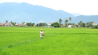 Nông dân xã Vạn Ninh chăm sóc lúa vụ mùa sau mưa ngập