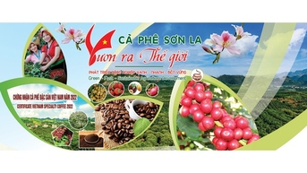 Kết nối để nâng tầm thương hiệu Arabica Sơn La