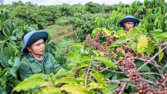 Cà phê Lâm Đồng được bảo hộ chỉ dẫn địa lý, khẳng định vị thế nông sản chủ lực