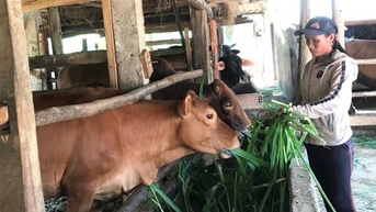 35 năm hình thành đàn bò chất lượng cao: [Bài 2] Nông dân hưởng lợi